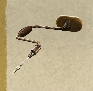 Skull and Bones Items Xbox (East Indies)-Precision Drilling Bit