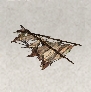 Skull and Bones Items Xbox (Flawed Materials)-Torn Sail