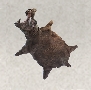Skull and Bones Items Xbox (Raw Hide)-Hippo Hide
