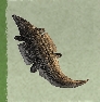 Skull and Bones Items Xbox (Raw Hide)-Thick Crocodile Hide