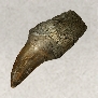 Skull and Bones Items Xbox (Sea Monsters Materials)-Tylosaurus Tooth