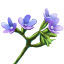 The ESO Items Xbox-North America Bugloss x200
