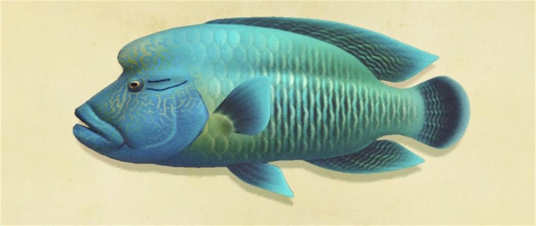 1609209115980850.jpeg Napoleon_Fish_(New_Horizons).jpg