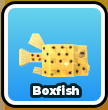 Boxfish