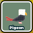 Pigeon